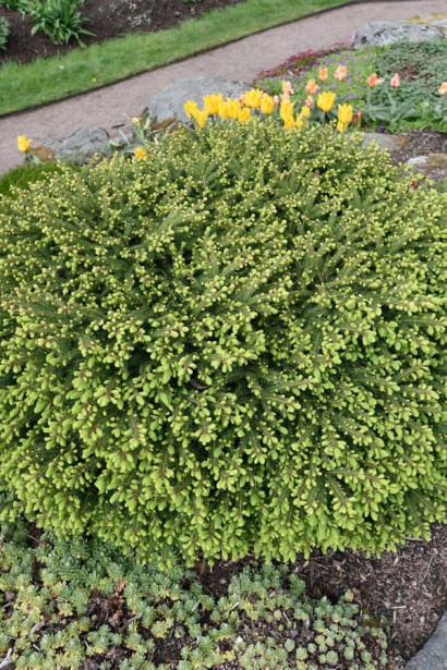 Ель обыкновенная / европейская Нидиформис